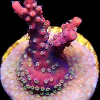 WYSIWYG 25F Red Insanity Acropora Frag