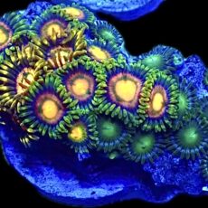 WYSIWYG  Zoanthid Frag R4
