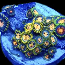 WYSIWYG  Zoanthid Frag R5