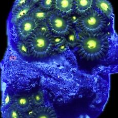 WYSIWYG Zoanthid Frag R8
