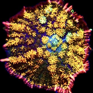 WYSIWYG Megatron Bounce Mushroom T5