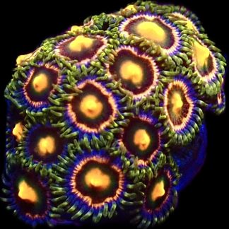 Disco Diva Zoanthid (12+ Polyps )