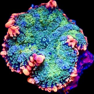 WYSIWYG Frankenstein Bounce Mushroom T11