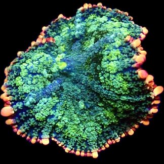 WYSIWYG Frankenstein Bounce Mushroom T18