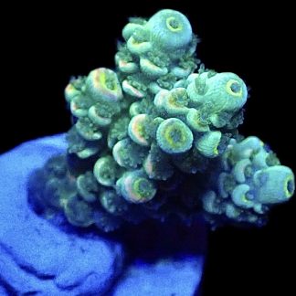 WYSIWYG 12B Acropora Rainbow Tenius