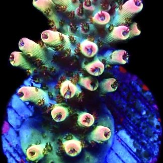 WYSIWYG 19F Bill Murray Acropora Frag Large