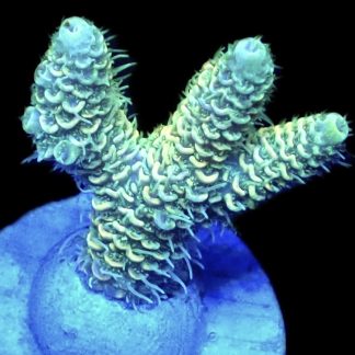 WYSIWYG 14i Acropora Millepora Frag