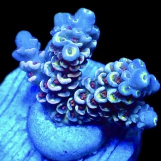 WYSIWYG 7D Acropora Rainbow Tenius
