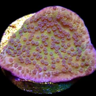 WYSIWYG 10C Pink Rim / Purple Polyped Plating Montipora Capricornis