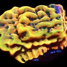 WYSIWYG 11A Crazy T Montipora Frag