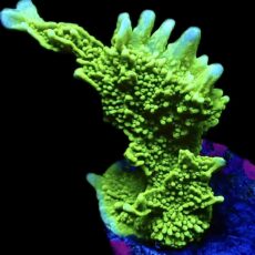 WYSIWYG 8J Elkhorn Montipora Frag Large