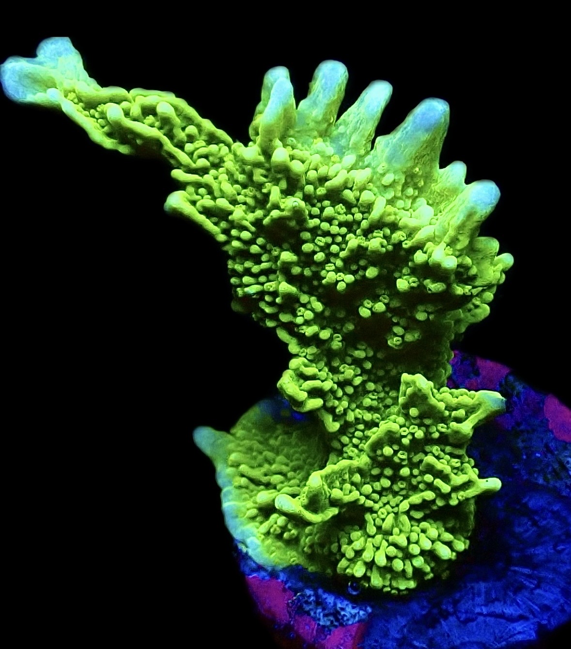 WYSIWYG 8J Elkhorn Montipora Frag Large