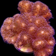 WYSIWYG 25A Cherry Tree Pocillopora Frag Large