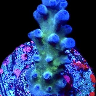 WYSIWYG 13J Electric Miyagi Tort Acropora Frag