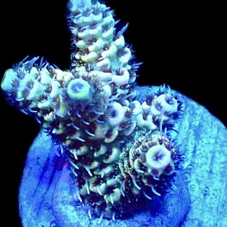 WYSIWYG 12E Acropora Millepora Frag