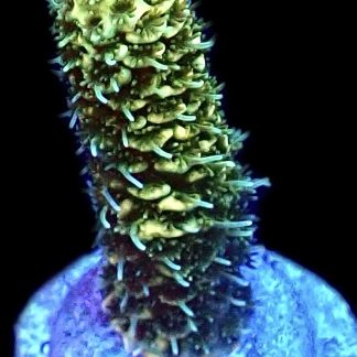 WYSIWYG 11E Canary Millepora Frag