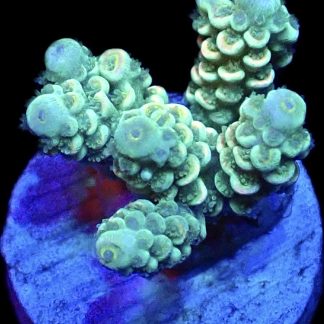 WYSIWYG 8F Acropora Rainbow Tenius