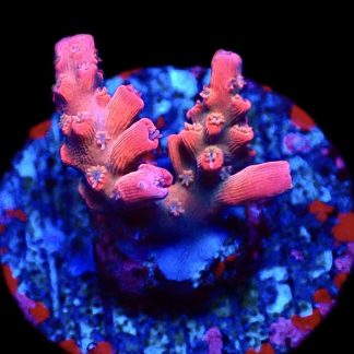 WYSIWYG 12D Red Insanity Acropora Frag