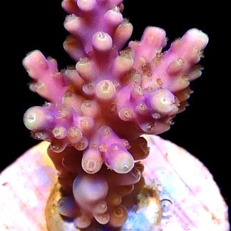 WYSIWYG 10J Magic Magenta Acropora Frag