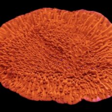 WYSIWYG 10A Bright Orange Plating Montipora Frag Extra Large
