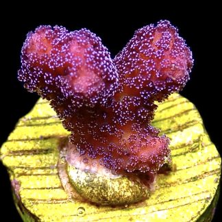 WYSIWYG 9E Cherry Cola Stylophora