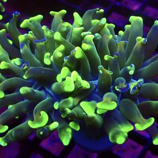 WYSIWYG 30D Branching Hammer