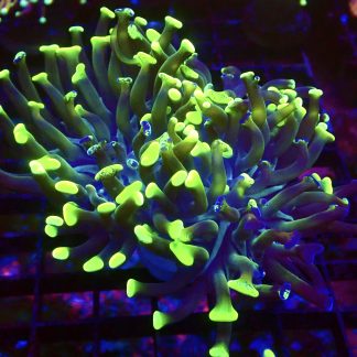 WYSIWYG 32D Branching Hammer