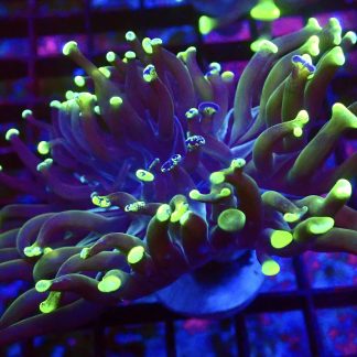 WYSIWYG 32E Branching Hammer