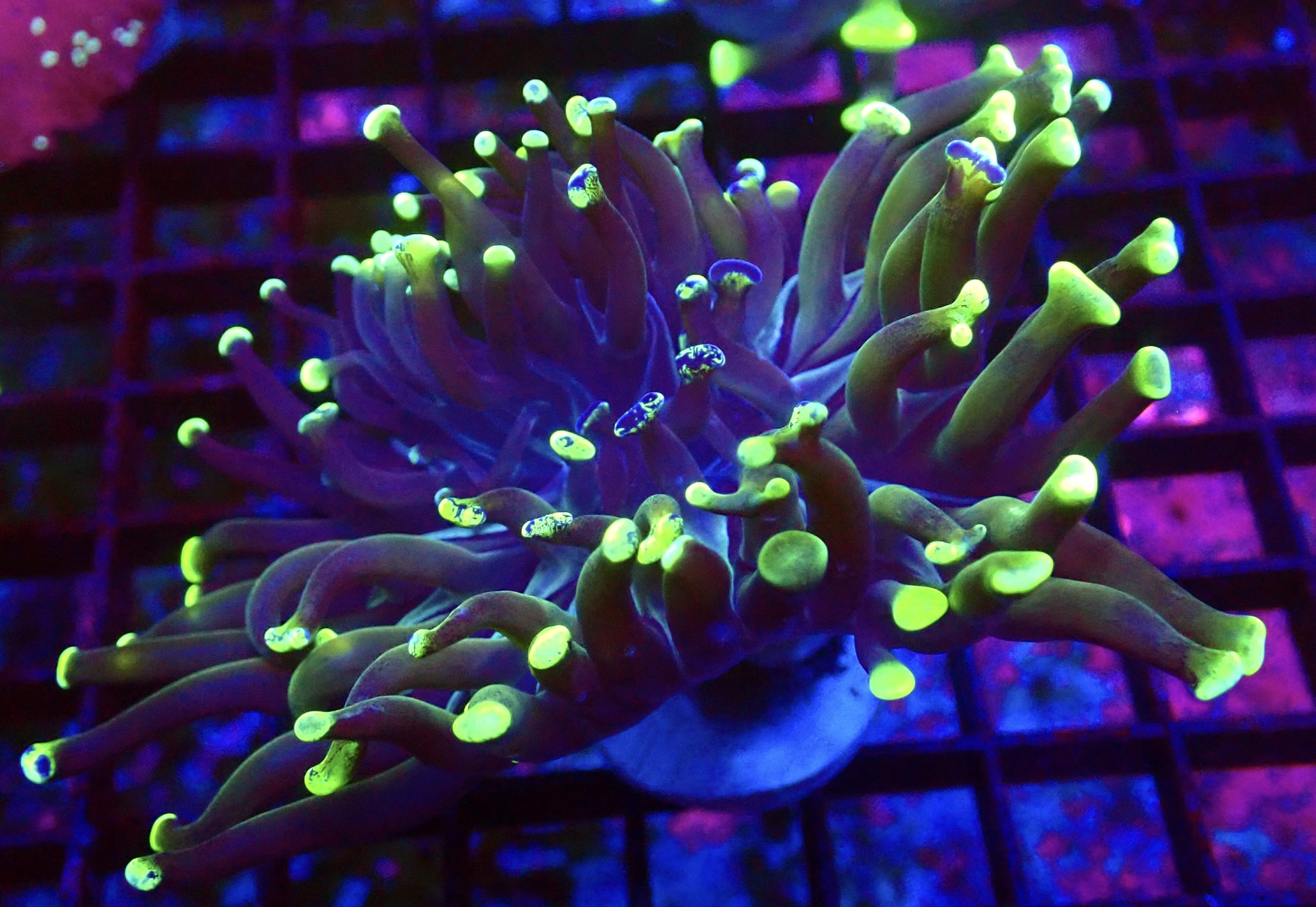 WYSIWYG 32E Branching Hammer