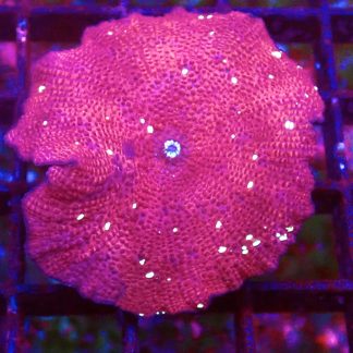 WYSIWYG 34A Flaming Hot Red / Yellow Spot Mushroom