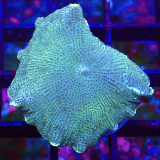 WYSIWYG 34D Spotted Water Melon Mushroom