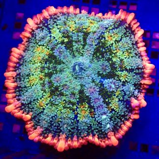 WYSIWYG Frankenstein Bounce Mushroom T10