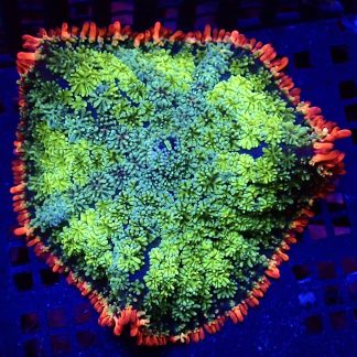 WYSIWYG Frankenstein Bounce Mushroom T13