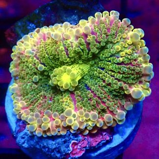 WYSIWYG South Pacific Rainbow Ricordea Yuma 6