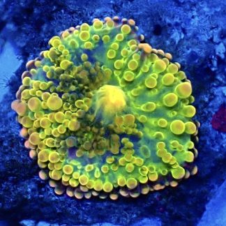 WYSIWYG South Pacific Rainbow Ricordea Yuma 7