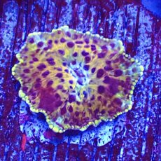 WYSIWYG 34G Ultra Discosoma Mushroom
