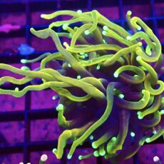 WYSIWYG Hellfire Gold Torch Euphyllia 23