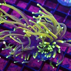 WYSIWYG Hellfire Gold Torch Euphyllia 37