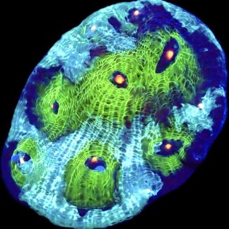 WYSIWYG 8K Avatar Chalice Large