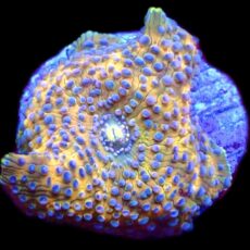 WYSIWYG 34H Ultra Discosoma Mushroom