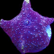 WYSIWYG 32F Ultra Discosoma Mushroom