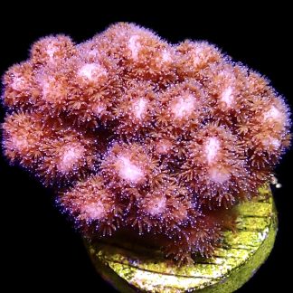 WYSIWYG 15A Cherry Tree Pocillopora Frag Large