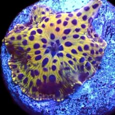 WYSIWYG 33G Ultra Discosoma Mushroom
