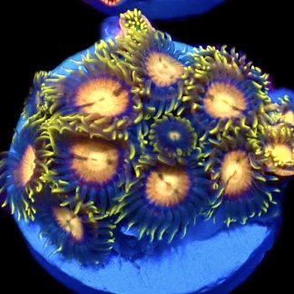 WYSIWYG Zoanthid Frag C1