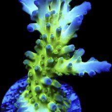 WYSIWYG 22J Violet Venom Acropora Frag Large