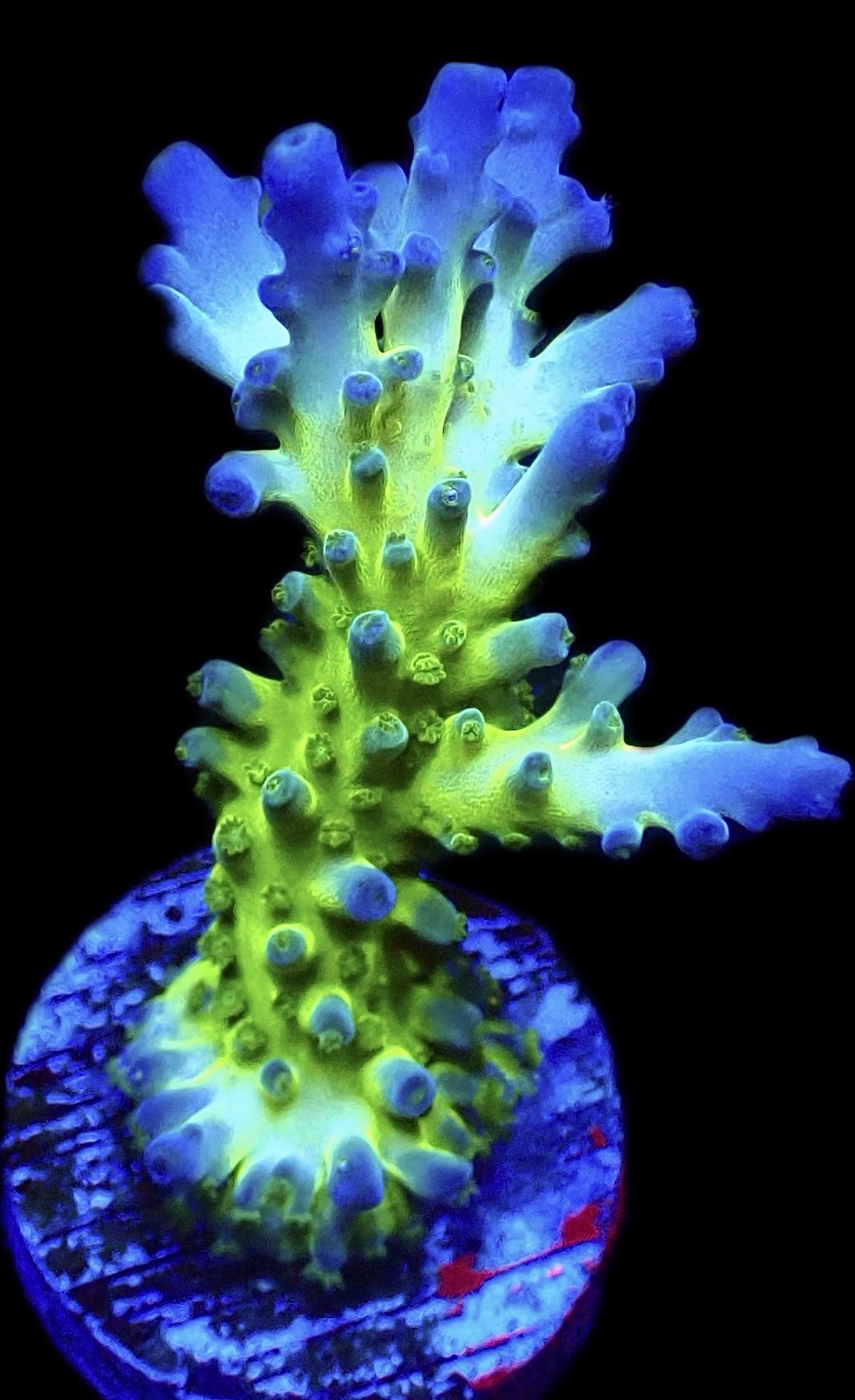 WYSIWYG 22J Violet Venom Acropora Frag Large