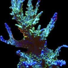 WYSIWYG 31 Tricolour Acropora 100mm Colony