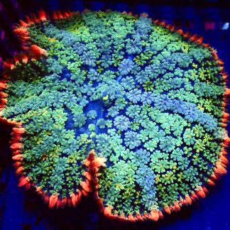 WYSIWYG Frankenstein Bounce Mushroom T1