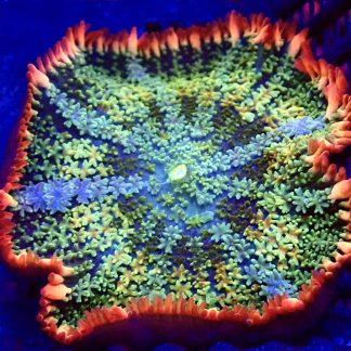 WYSIWYG Frankenstein Bounce Mushroom T2