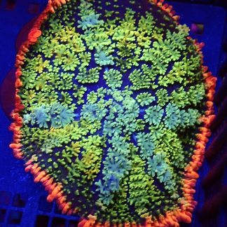 WYSIWYG Frankenstein Bounce Mushroom T4